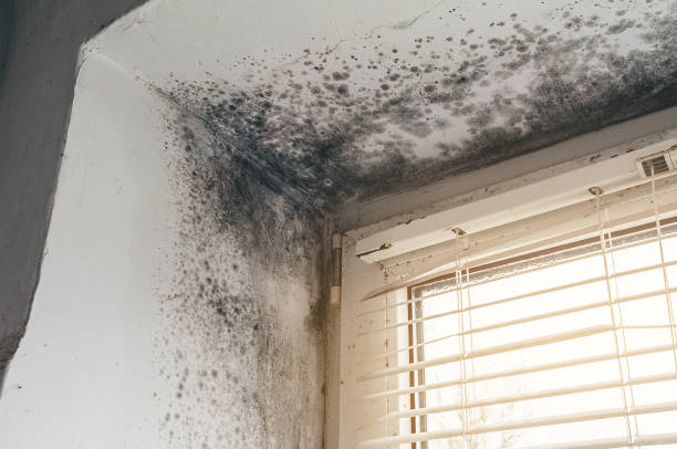 Trusted Basement Mold Remediation service in Parkhill, PA - Cheap Mold Removal