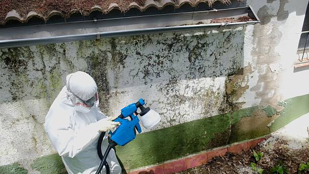 Trusted Black Mold Removal service in Parkhill, PA - Cheap Mold Removal